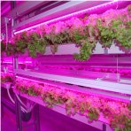 Kompletná sada LED pásik pre rast rastlín, 5m, 300xled, SMD 5050, 14,4W/m, IP65, vodotesný